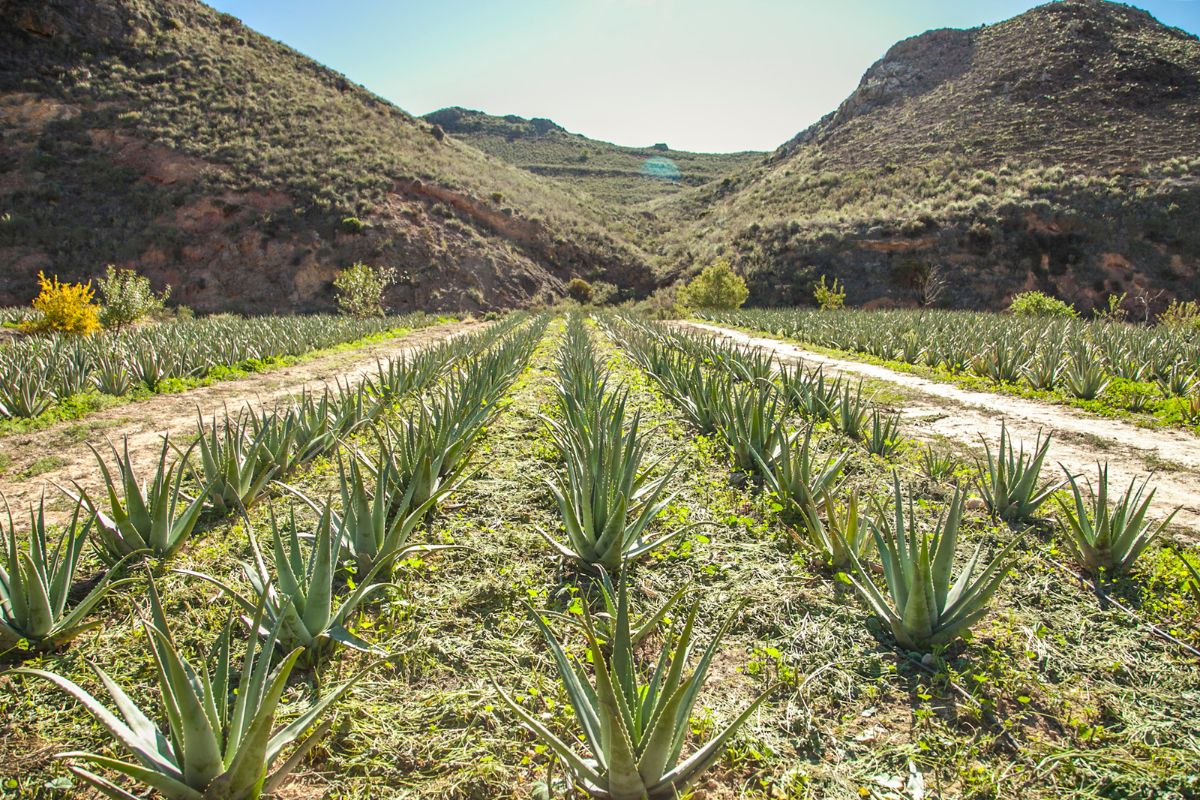 aloe vera