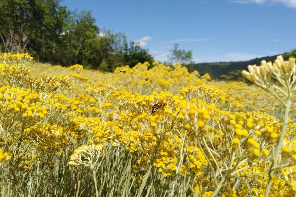 Dragonja's Immortelle - biodynamická kozmetika zo slamienky